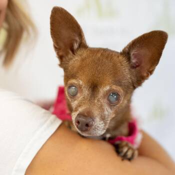 Rescue Chihuahua Dogs for Adoption in Scottsdale, Arizona - Wilma | PetCurious