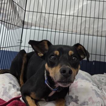 Doc -  Rat Terrier Dog for Adoption in Charleston, South Carolina - Doc | PetCurious