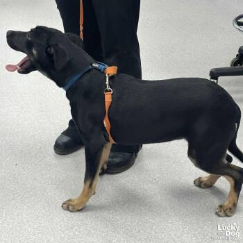 Labrador Retriever and Terrier Dogs Available for Adoption - Zilly | PetCurious