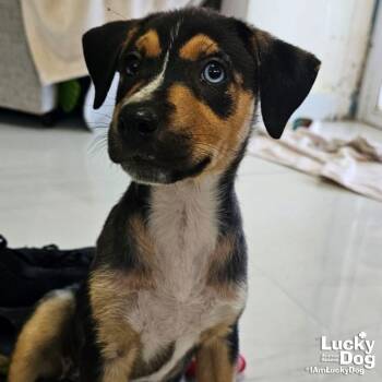 Isha -  Australian Shepherd and Cattle Dog Dog for Adoption in Washington, District Of Columbia - Isha | PetCurious
