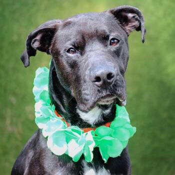 Calvin -  Labrador Retriever and Mixed Breed Dog for Adoption in Lake Jackson, Texas - Calvin | PetCurious