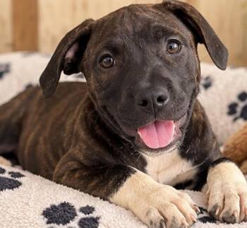 ROXANNE -  American Bulldog Dog for Adoption in Margate, Florida - ROXANNE | PetCurious