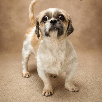 Wafer -  Mixed Breed Dog for Adoption in Oak Brook, Illinois - Wafer | PetCurious