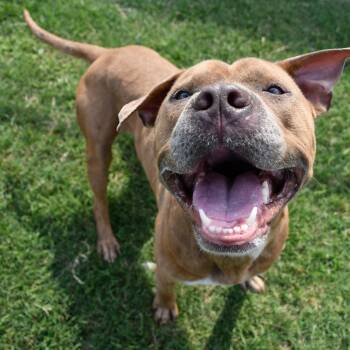Pit Bull Terrier Dogs Available for Adoption - Mr.Darcy | PetCurious