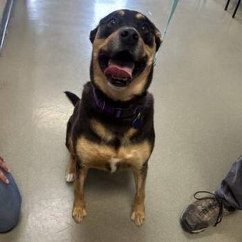 Queen -  Shepherd and Mixed Breed Dog for Adoption in Merriam, Kansas - Queen | PetCurious