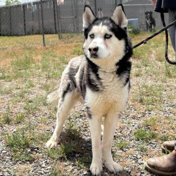 Husky Dogs Available for Adoption in Spokane, Washington - Lloyd | PetCurious
