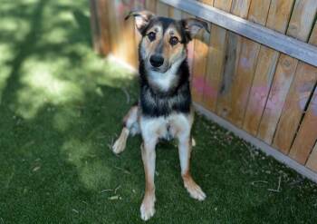 German Shepherd Dog and Mixed Breed Dogs Available for Adoption in West Valley City, Utah - ANTELOPE | PetCurious