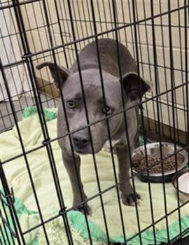 Rescue Pit Bull Terrier and Mixed Breed Dogs for Adoption in Texas City, Texas - BUNNY | PetCurious