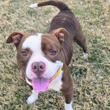 Staffordshire Bull Terrier Dogs Available for Adoption in Beaumont, Texas - Colt | PetCurious