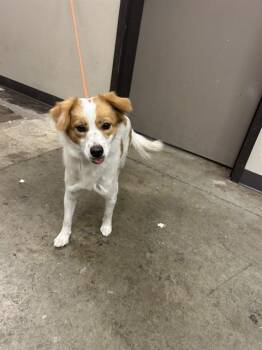 Labrador Retriever and Australian Cattle Dog Blue Heeler Dogs Available for Adoption in Ontario, California - LUCY | PetCurious