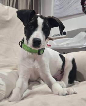 Buzz -  Pointer and Brittany Spaniel Dog for Adoption in Collingswood, New Jersey - Buzz | PetCurious
