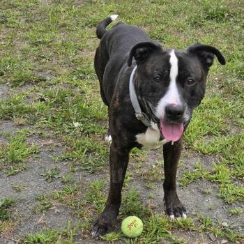 Millie Goose -  Pit Bull Terrier Dog for Adoption in Enfield, New Hampshire - Millie Goose | PetCurious