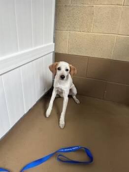 A275123 -  Terrier Dog for Adoption in Chula Vista, California - A275123 | PetCurious