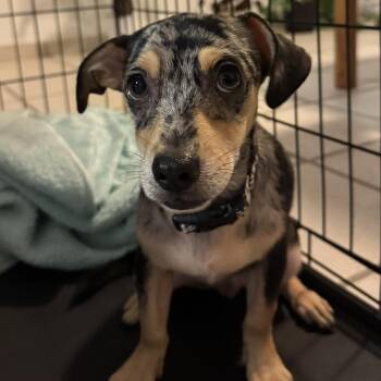 Spotz - Love Wrapped in Fur -  Beagle and Jack Russell Terrier Dog for Adoption in Carolina, Carolina - Spotz - Love Wrapped In Fur | PetCurious