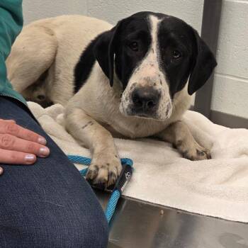 Scoobs -  Black Labrador Retriever Dog for Adoption in Chattanooga, Tennessee - Scoobs | PetCurious