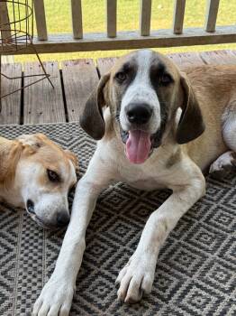 Forrest -  Great Pyrenees and Hound Dog for Adoption in Bloomfield, Connecticut - Forrest | PetCurious