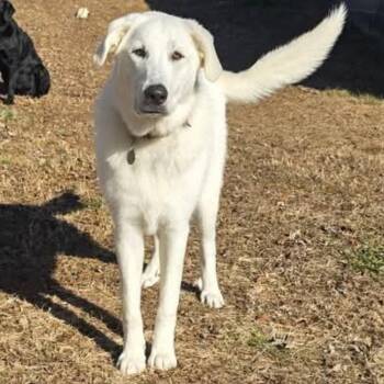 Yellow Labrador Retriever and Great Pyrenees Dogs Available for Adoption in Athens, Alabama - Mabel -MORE PICS COMING! | PetCurious