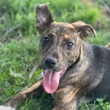 Rescue Terrier Dogs for Adoption in Manhattan, Illinois - Lippy | PetCurious