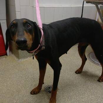 IVHS-Stray-140820 -  Doberman Pinscher Dog for Adoption in San Gabriel, California - IVHS-Stray-140820 | PetCurious