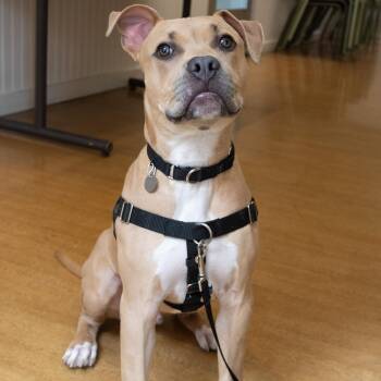 Malcolm -  Mixed Breed Dog Available for Adoption in Chicago, Illinois - Malcolm | PetCurious