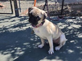 Puggle and Beagle Dogs Available for Adoption - Gretal | PetCurious