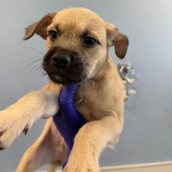 Tamale -  Mixed Breed Dog for Adoption in Las Cruces, New Mexico - Tamale | PetCurious