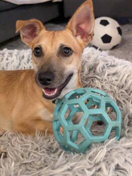 Rescue Chihuahua Dogs for Adoption in Niagara Falls, Ontario - Penny *NEW!* | PetCurious