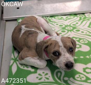 Pit Bull Terrier and Mixed Breed Dogs Available for Adoption in Oklahoma City, Oklahoma - A472351 | PetCurious