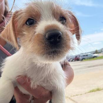 Rusty -  Jack Russell Terrier Dog for Adoption in Normal, Illinois - Rusty | PetCurious