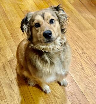 Golden Retriever and Australian Shepherd Dogs Available for Adoption in Lucedale, Mississippi - Bailey | PetCurious