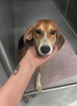 Rescue American Foxhound Dogs for Adoption in Ashland, Virginia - Ollie | PetCurious