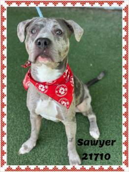 SAWYER -  American Bully and Pit Bull Terrier Dog for Adoption in Marietta, Georgia - SAWYER | PetCurious