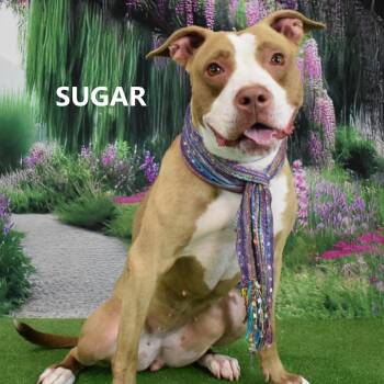 Sugar -  Pit Bull Terrier Dog for Adoption in Yuma, Arizona - Sugar | PetCurious