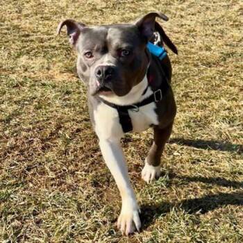 Pit Bull Terrier Dogs Available for Adoption - Meatloaf | PetCurious