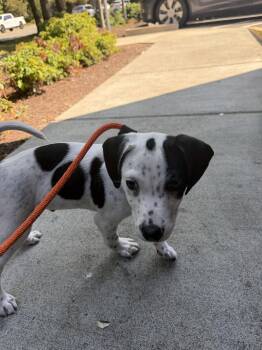 Oscar -  Cattle Dog Dog for Adoption in Bothell, Washington - Oscar | PetCurious