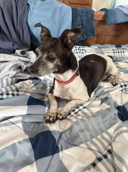 Rescue Chihuahua Dogs for Adoption in West Warwick, Rhode Island - Shorty | PetCurious