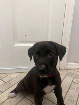 Moon -  Black Labrador Retriever Dog for Adoption in Oklahoma City, Oklahoma - Moon | PetCurious