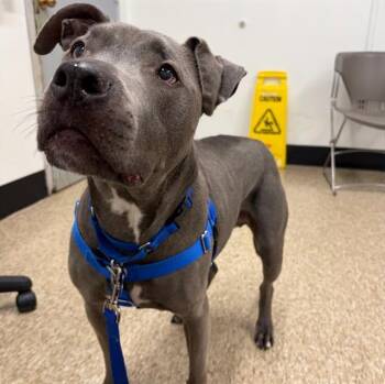 Pit Bull Terrier Dogs Available for Adoption in Boston, Massachusetts - ROMEO | PetCurious