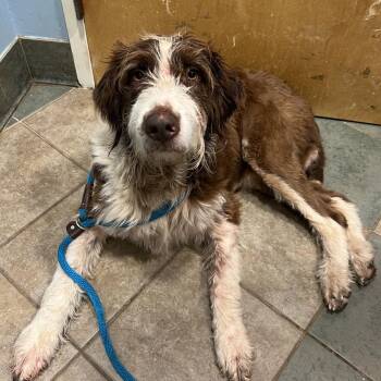 Ernie -  Mixed Breed Dog for Adoption in Chattanooga, Tennessee - Ernie | PetCurious
