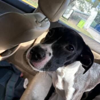 Ferb Fletcher -  Mixed Breed Dog for Adoption in Austin, Texas - Ferb Fletcher | PetCurious