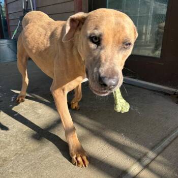 Alvin -  Labrador Retriever and Catahoula Leopard Dog Dog for Adoption in Monticello, Iowa - Alvin | PetCurious