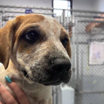 Ram -  Labrador Retriever and Cattle Dog Dog for Adoption in Goleta, California - Ram | PetCurious