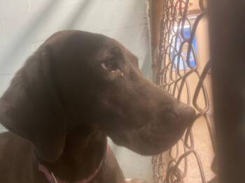 Labrador Retriever and Mixed Breed Dogs Available for Adoption in Blountville, Tennessee - Pepper | PetCurious