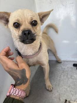 Chihuahua Dogs Available for Adoption in Victorville, California - Lady | PetCurious
