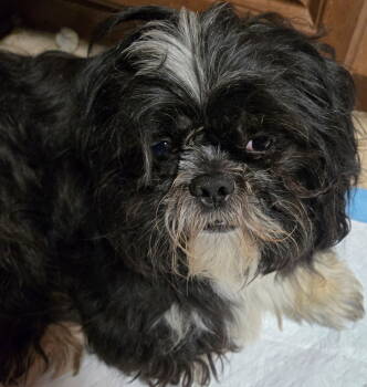 Rescue Shih Tzu Dogs for Adoption in San Antonio, Texas - Antwan | PetCurious