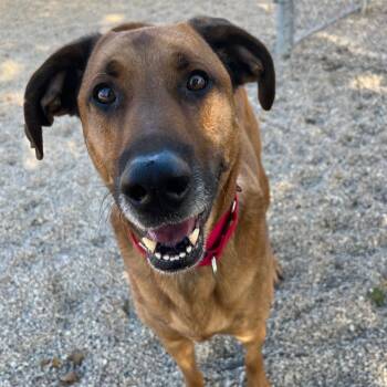 Rescue Hound Dogs for Adoption in South Elgin, Illinois - Finn | PetCurious