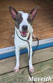 Maveith Yrly 252 -  Jack Russell Terrier Dog for Adoption in Sidney, Ohio - Maveith Yrly 252 | PetCurious