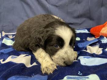 Border Collie and Mixed Breed Dogs Available for Adoption in Modesto, California - A610007 | PetCurious