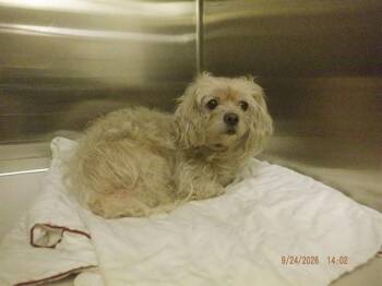 DAISY -  Maltese Dog for Adoption in Doral, Florida - DAISY | PetCurious