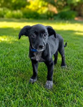 Gunner -  Black Labrador Retriever and Cattle Dog Dog for Adoption in Churchville, New York - Gunner | PetCurious